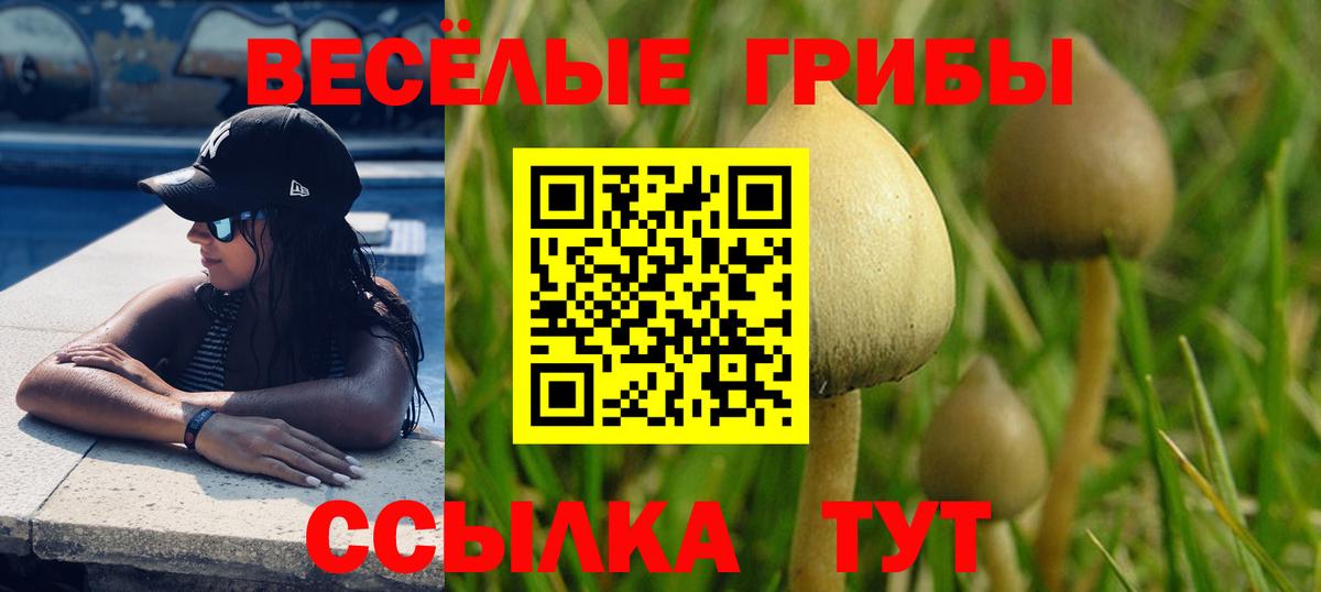 Псилоцибиновые грибы Psilocybe Балаково